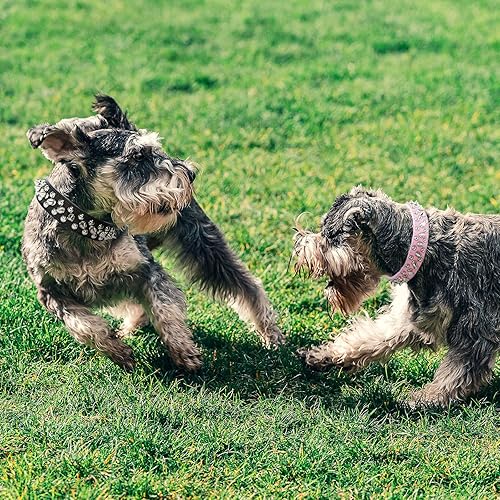 Miniatura 7 de DOGGYZSTYLE Collar de cuero con tachuelas para perros pequeños, medianos y grandes, collar de piel sintética rosa suave y ajustable, collares de