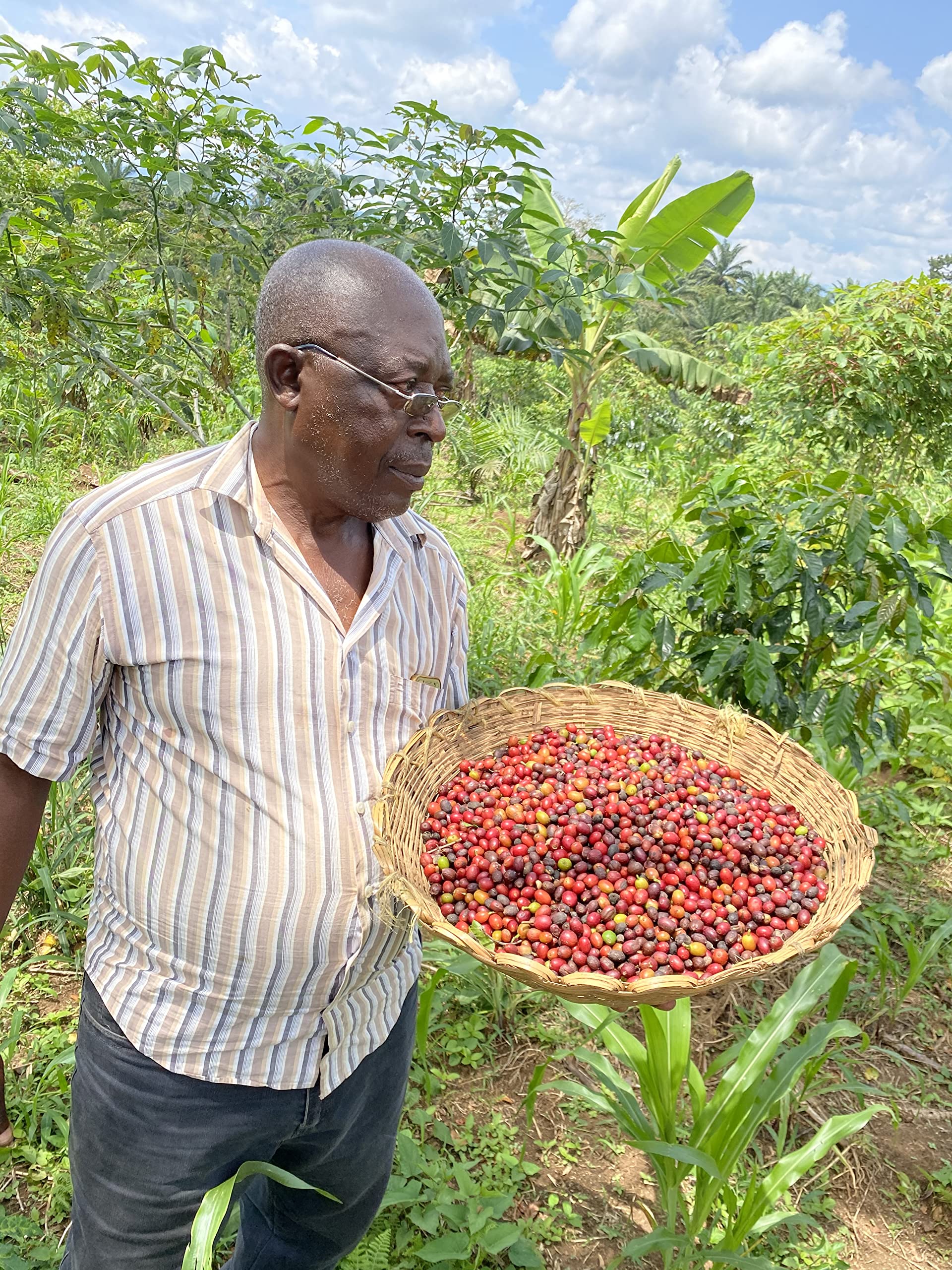 RohKaffee Hochland- Kamerun Arabica Delicious - (grüne Kaffeebohnen 500g/1000g)