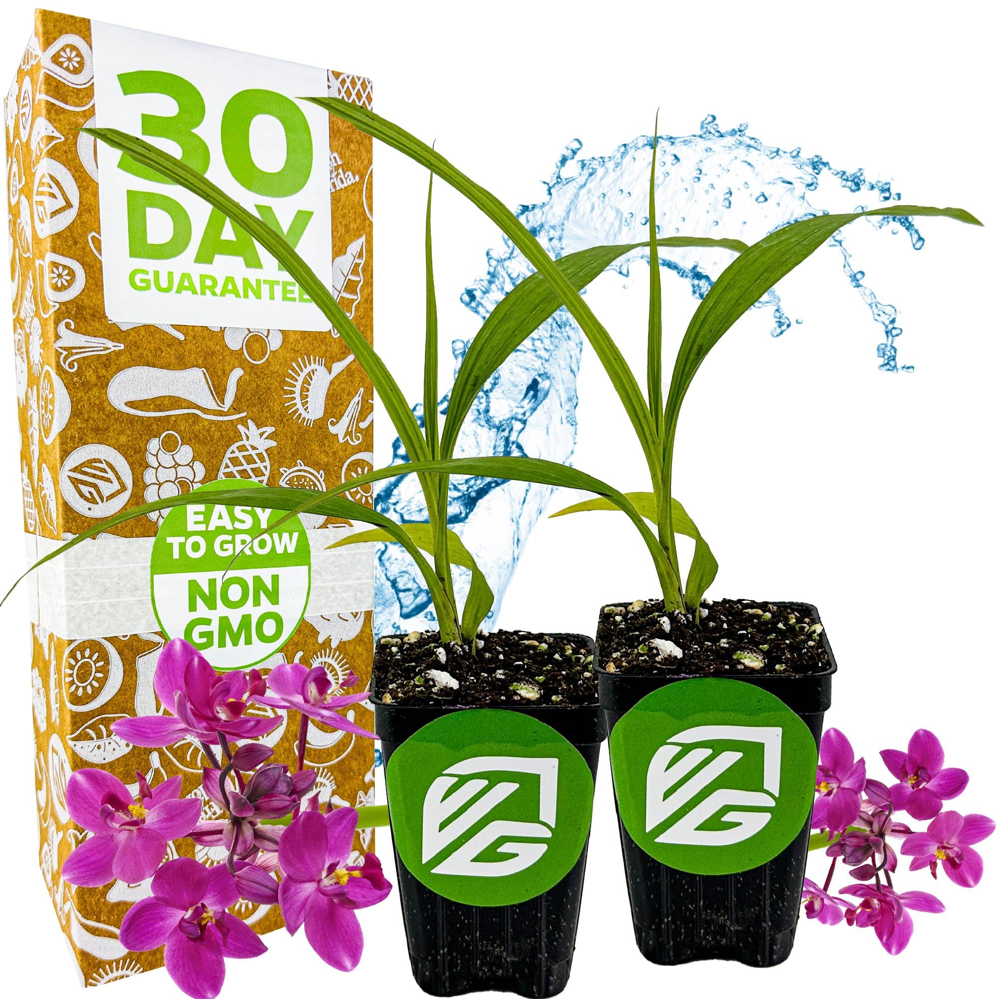 Wellspring Ground Orchid 2-Pack