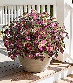Artificial UV Resistant Faux Coleus Plants 1