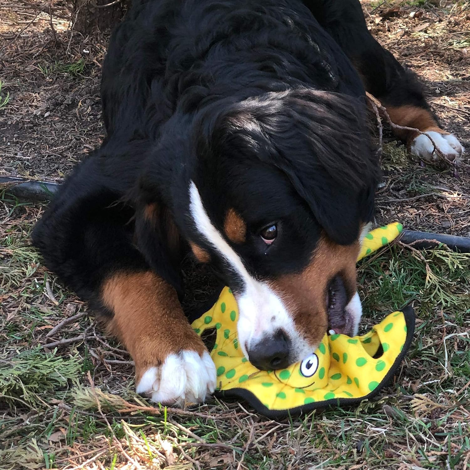 SmartPetLove - Tender-Tuffs - 黄色いスティングレイ綱引き ぬいぐるみ - 遊びや操作に最適 パンク防止