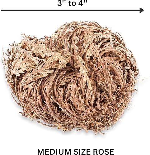 Miniatura 2 de 3 - Flor de Jericó I Tamaño Mediano | Flor de Jericó - Planta de Resurrección | Selaginella Lepidophylla | Rosa Seca I Doradilla Planta | 3''' - 4''