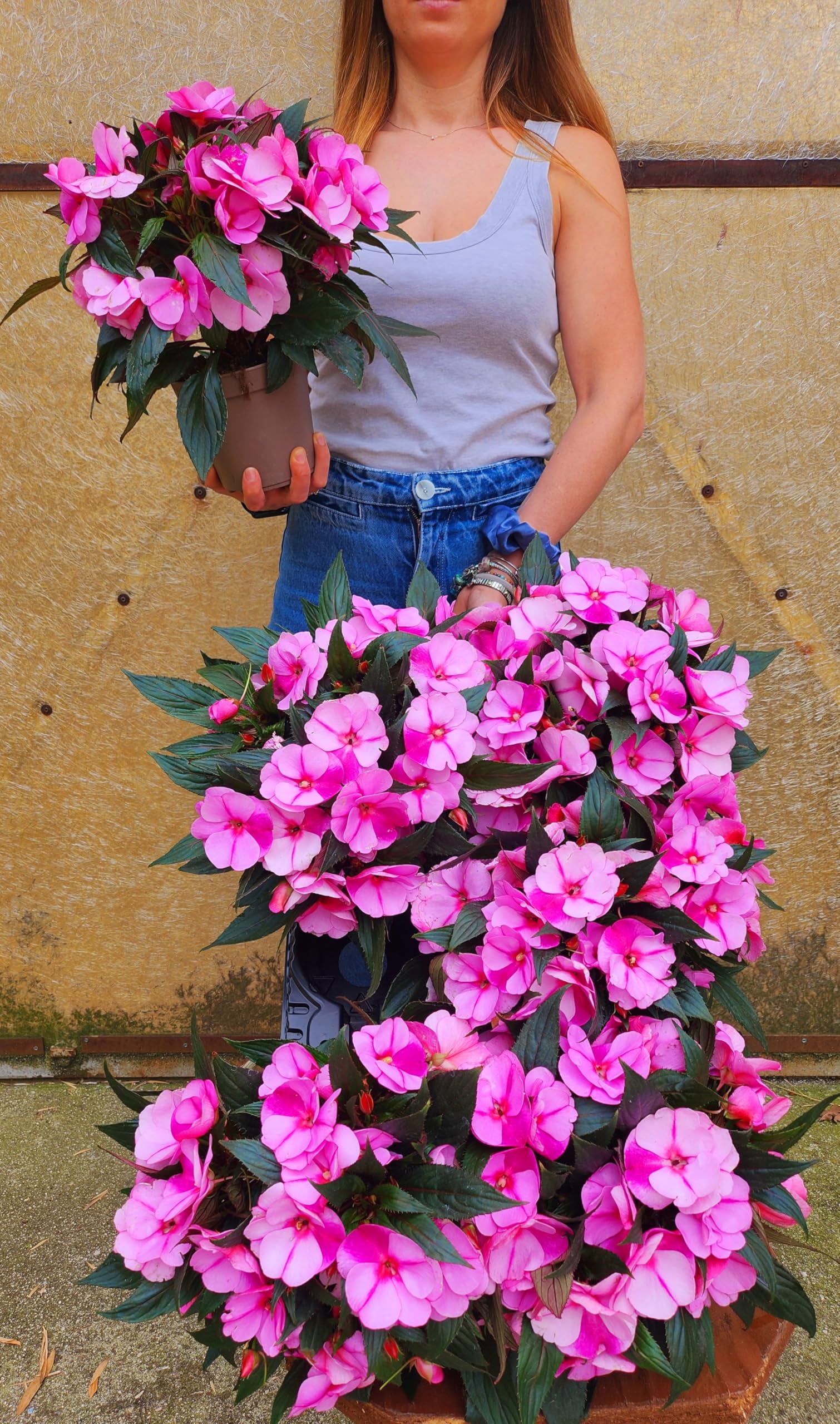 POWERS TO FLOWERS - IMPATIENS NUOVA GUINEA ROSA BICOLORE, 2 PIANTE, VASO 14CM, piante vere