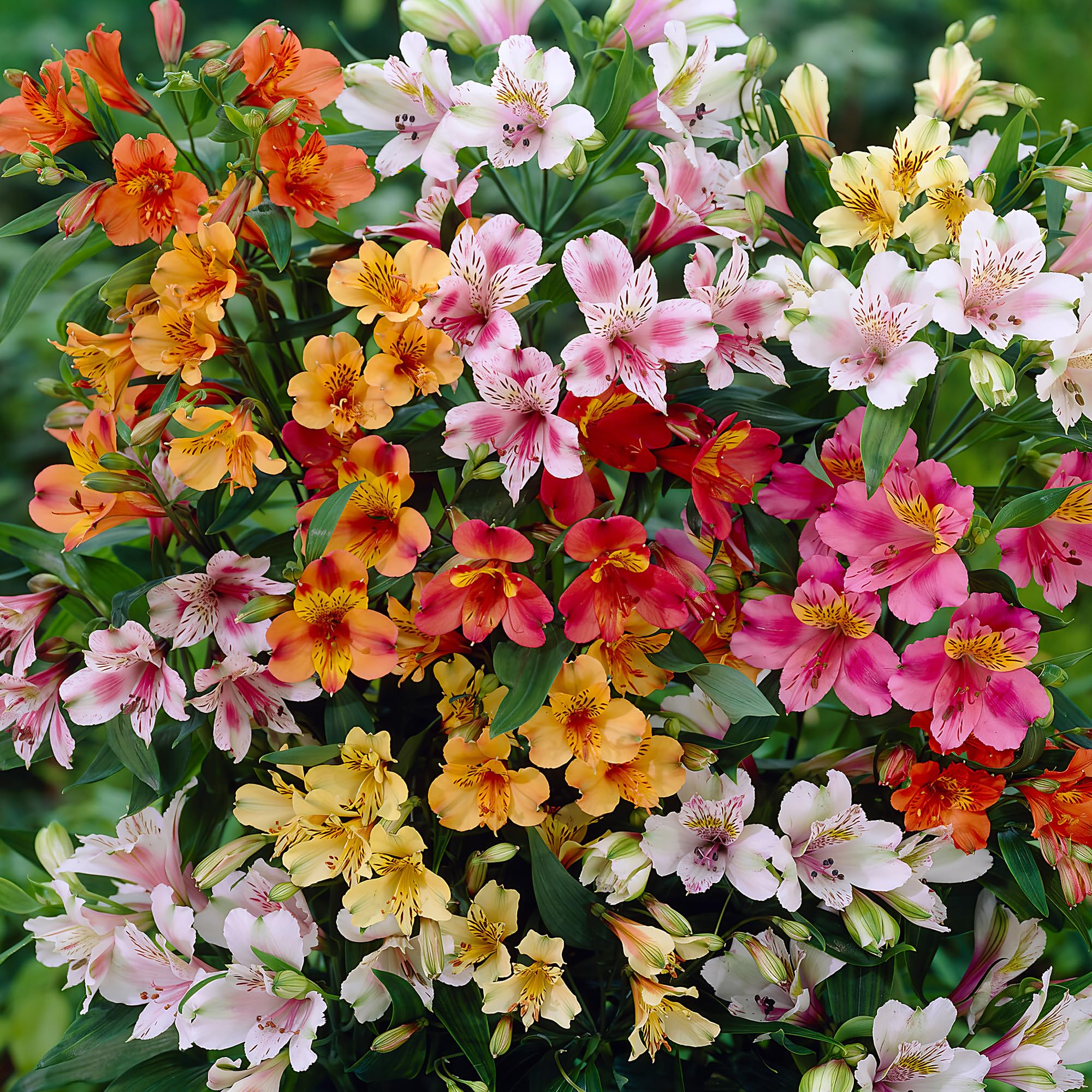 Alstroemeria en Pot GardenersDream - Kit de 3 Lis des Incas Vivaces Violet Cerise Saumon