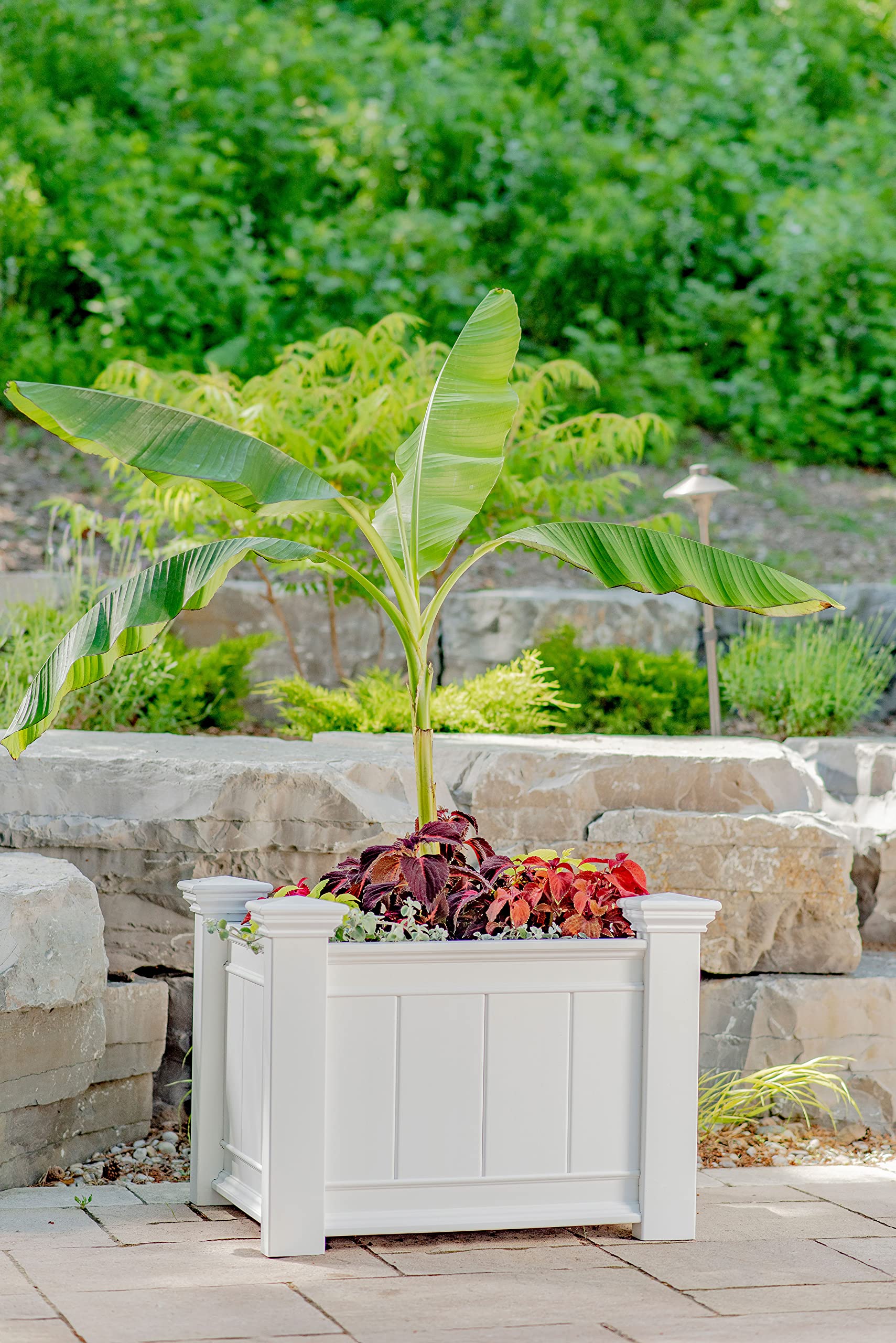golden dragon tree plant Dracaena 'Golden Coast'  Easy-Care Statement Houseplant UK  Plant Studio
