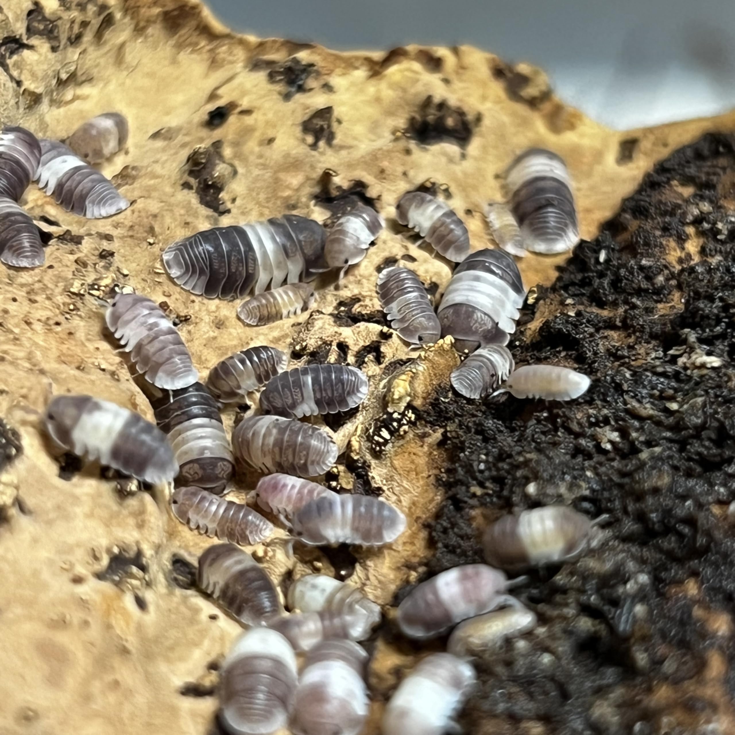 Live Panda King Isopods - Cubaris sp. - Live Arrival Guaranteed (12 ct.) (12 ct.)