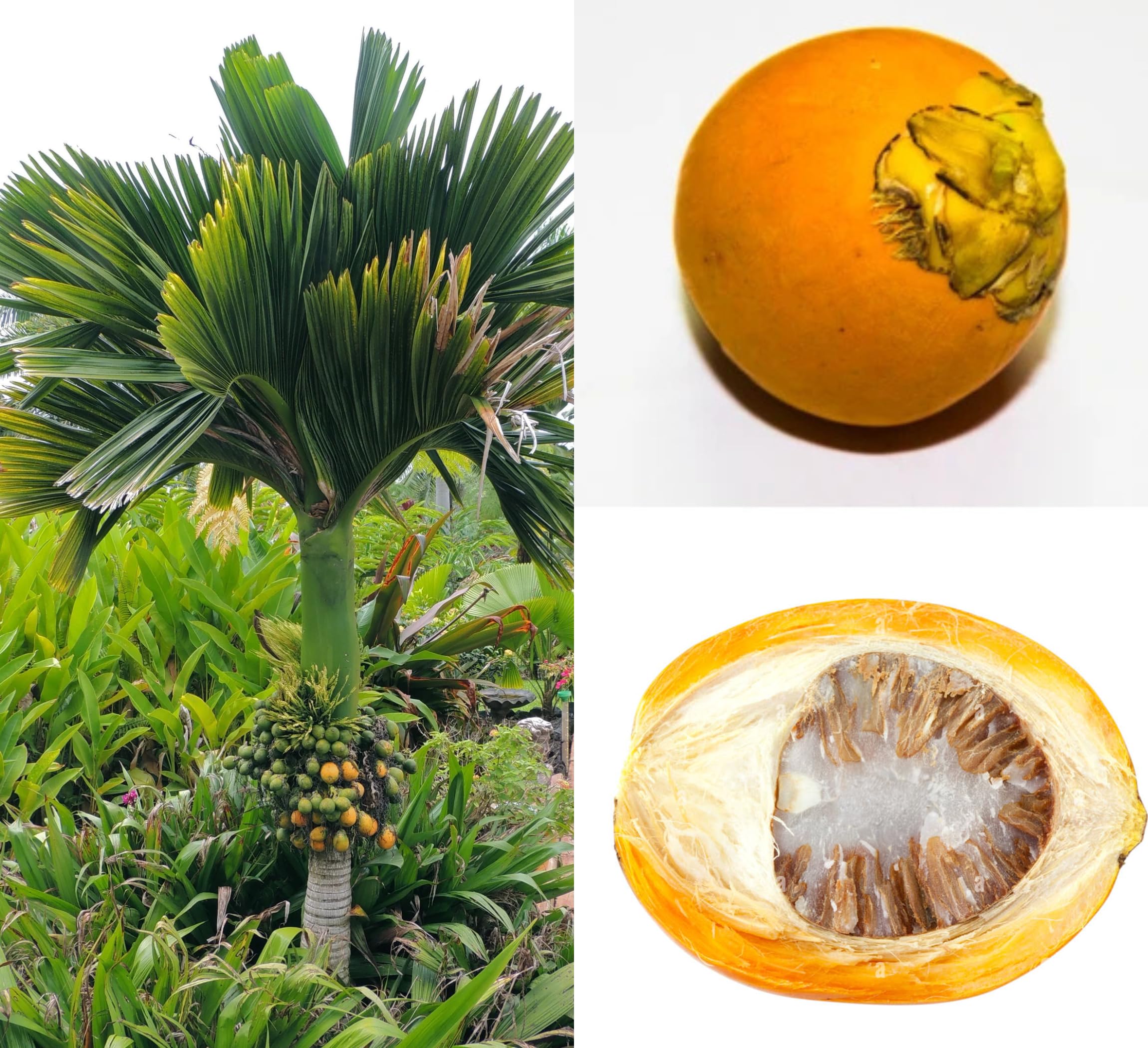 All Time Egg Fruit Plant - Live Grafted Tree -13
