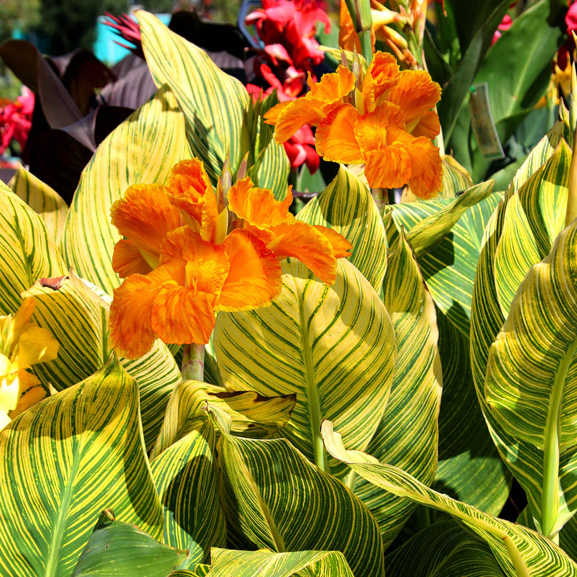 Canna Tropicanna Gold | Deciduous Flowering Perennial | Outdoor Potted Plant | (10-20cm Incl. Pot)