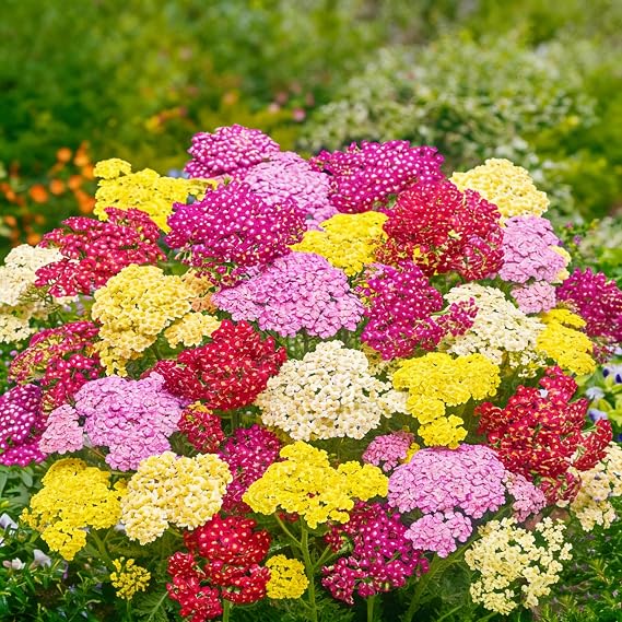 1500 Yarrow Flower Seeds for Planting, Mixed Color Yarrow Western Flower Seed, Perennial Non-GMO Heirloom Flower Seeds for Home Garden Outdoor