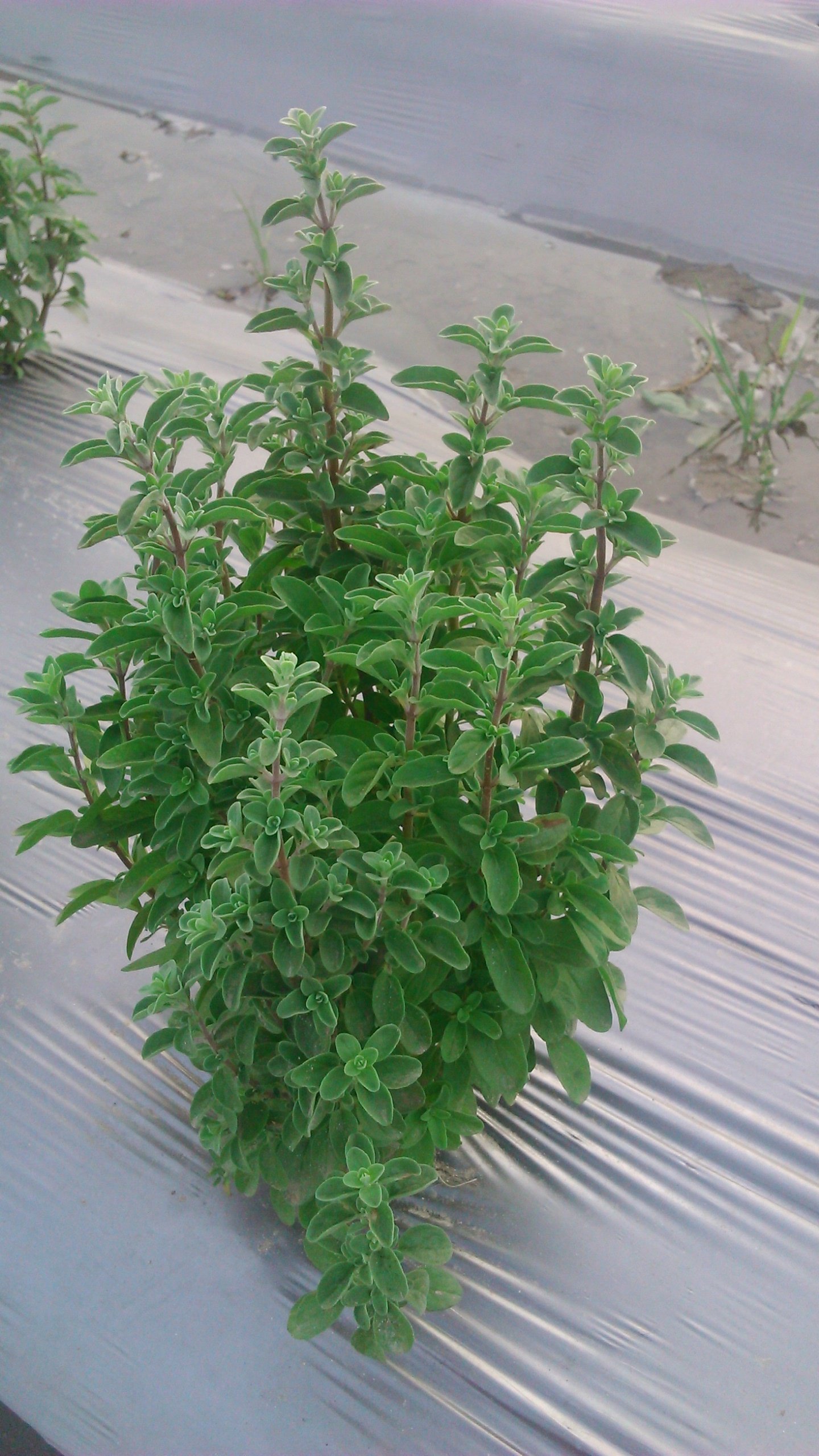 See full amazon price history chart for Agrotech India Oregano Origanum Vulgare Seeds 100 Seeds, Easy To Grow Herb Agrotech India Oregano Origanum Vulgare Seeds 100 Seeds, Easy To Grow Herb (B0116QND32) Amazon Price History, Amazon Price Tracker