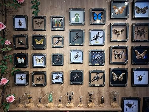 Miniatura 10 de Mariposa enmarcada real marco de madera negro caja de sombra seca amante de insectos taxidermia muertos muestra muestra de mesa arte de pared