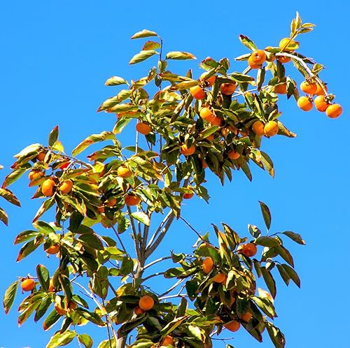Miniatura 3 de TomorrowSeeds - Semillas de árbol de caqui japonés - Más de 10 unidades - para plantar Diospyros Kaki Fuyu Hachiya Asiático Chino Oriental Sharon