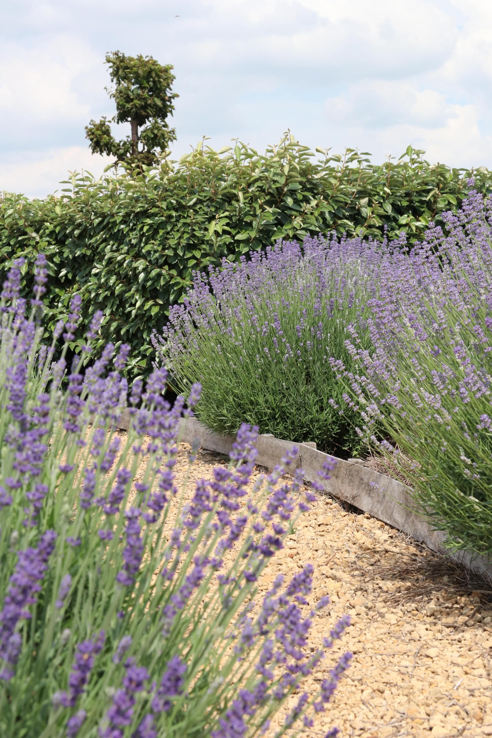 My Green Help – Set 12× Lavandula angustifolia (Lavanda vera) – Ø7 cm, H15 cm – Piantine sempreverdi aromatiche profumate ideali per bordure e vasi, fioritura primavera-estate.