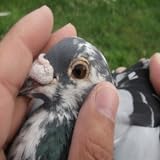 Find out the champions from International Barcelona race from 2002 and present time .