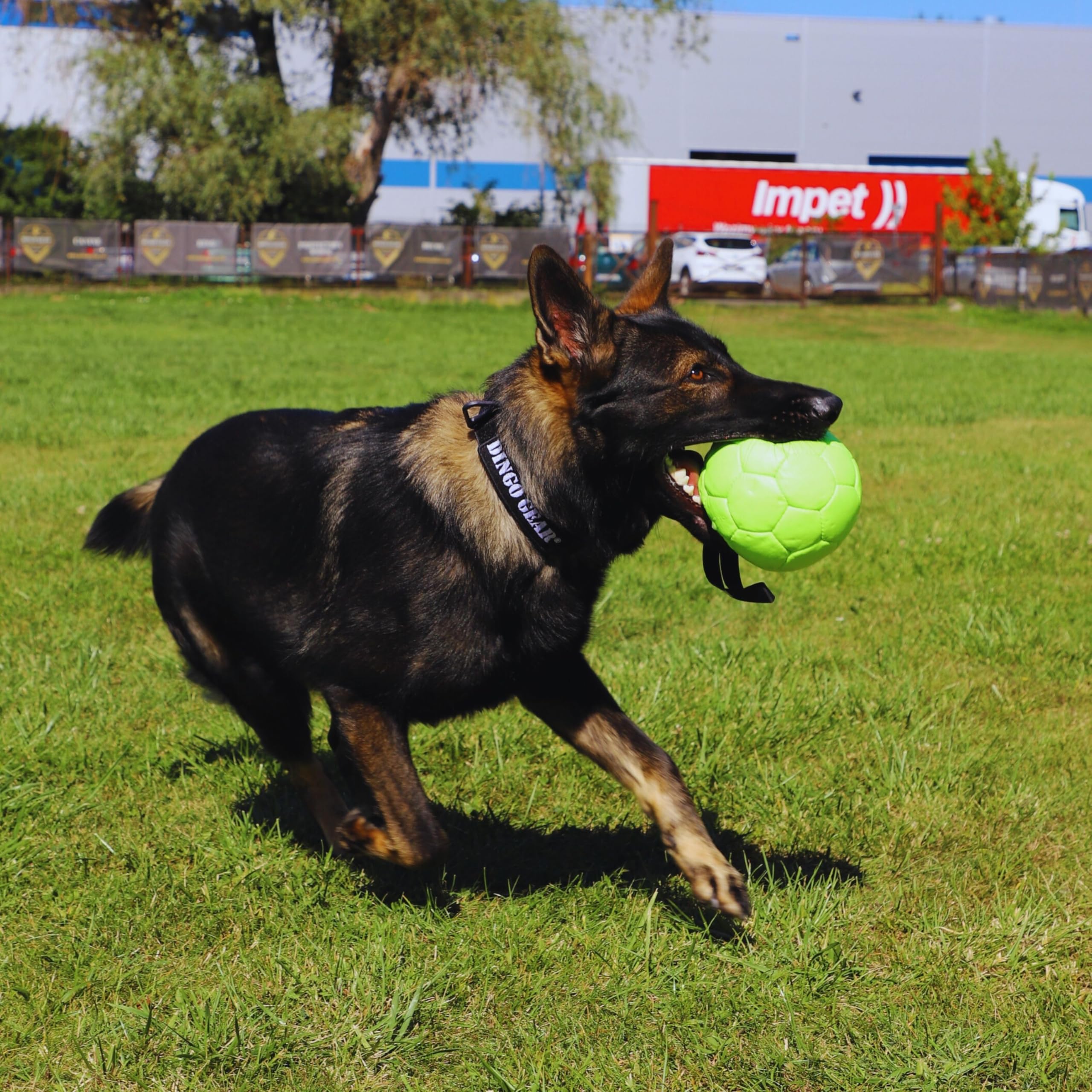 DINGO GEAR Zachte Echt Lederen Bal Met Handvat Voor De Bijttraining Oe 8 Cm Retrieve And Reward Hondenspeelgoed S02784 Willekeurig 1682710072
