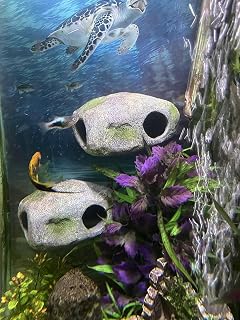 OrnaMounts Magnetic Rock Cave Aquarium Ornament - Secure Wall-Mounted Fish Hideout for Freshwater & Saltwater Tanks