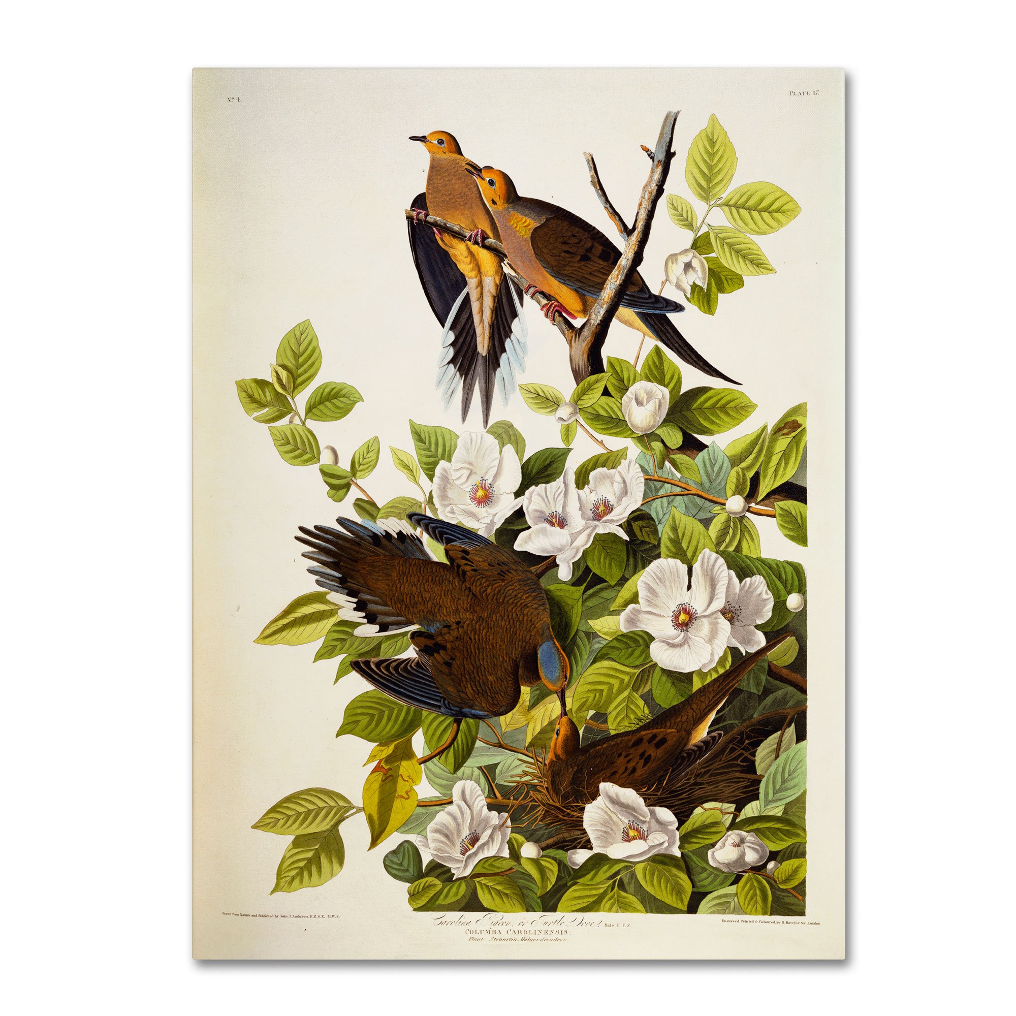 Carolina Turtledove Artwork by John James Audubon, 35 by 47-Inch Canvas Wall Art