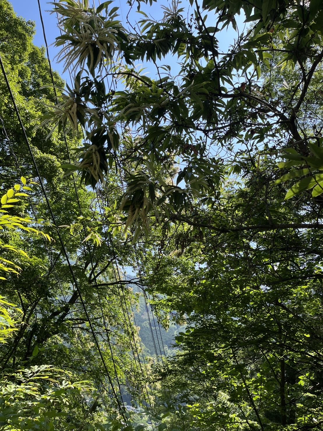Amazon | 小林養蜂園 栗はちみつ 国産 群馬県産 生はちみつ 無添加