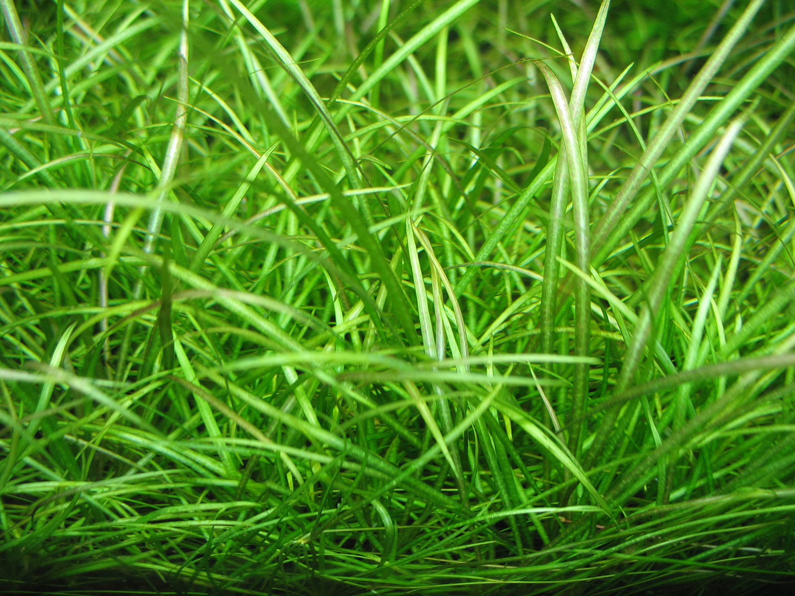 Maalavya Echinodorus Tenellus Micro Live Aquarium Aquatic Plant 8 To 10 Stems With Pot (B0BRY17XM2) Amazon Price History, Amazon Price Tracker