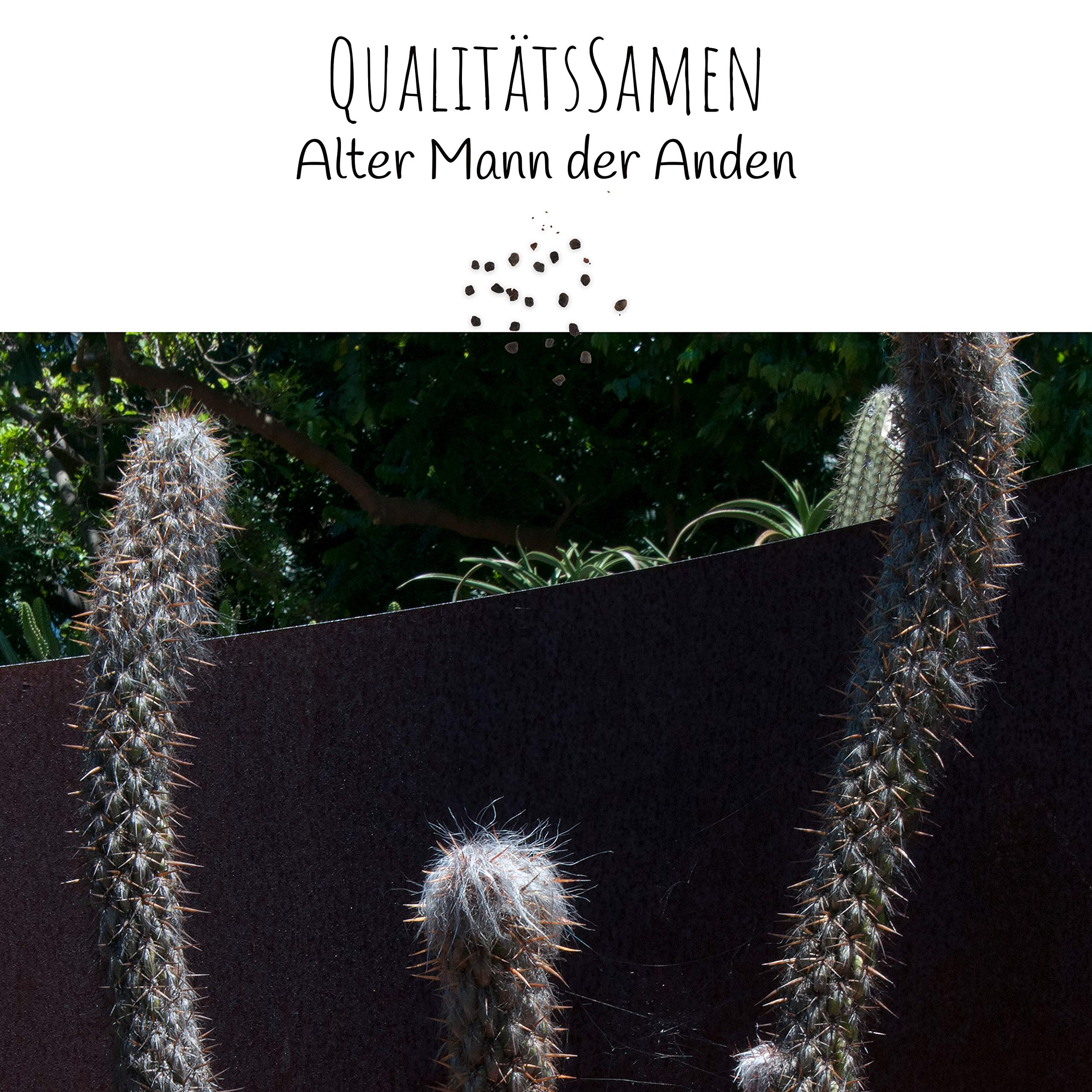 Auergewhnliche Kakteen Samen mit hoher Keimrate - Sukkulenten Samen Set  fr deinen eigenen wunderschn blhenden Kaktus (1x Alter Mann der Anden) :  Amazon.de: Garten
