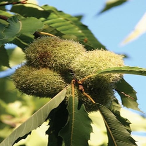 Fun and Easy Thanksgiving - //medicalbooks.filipinodoctors.org