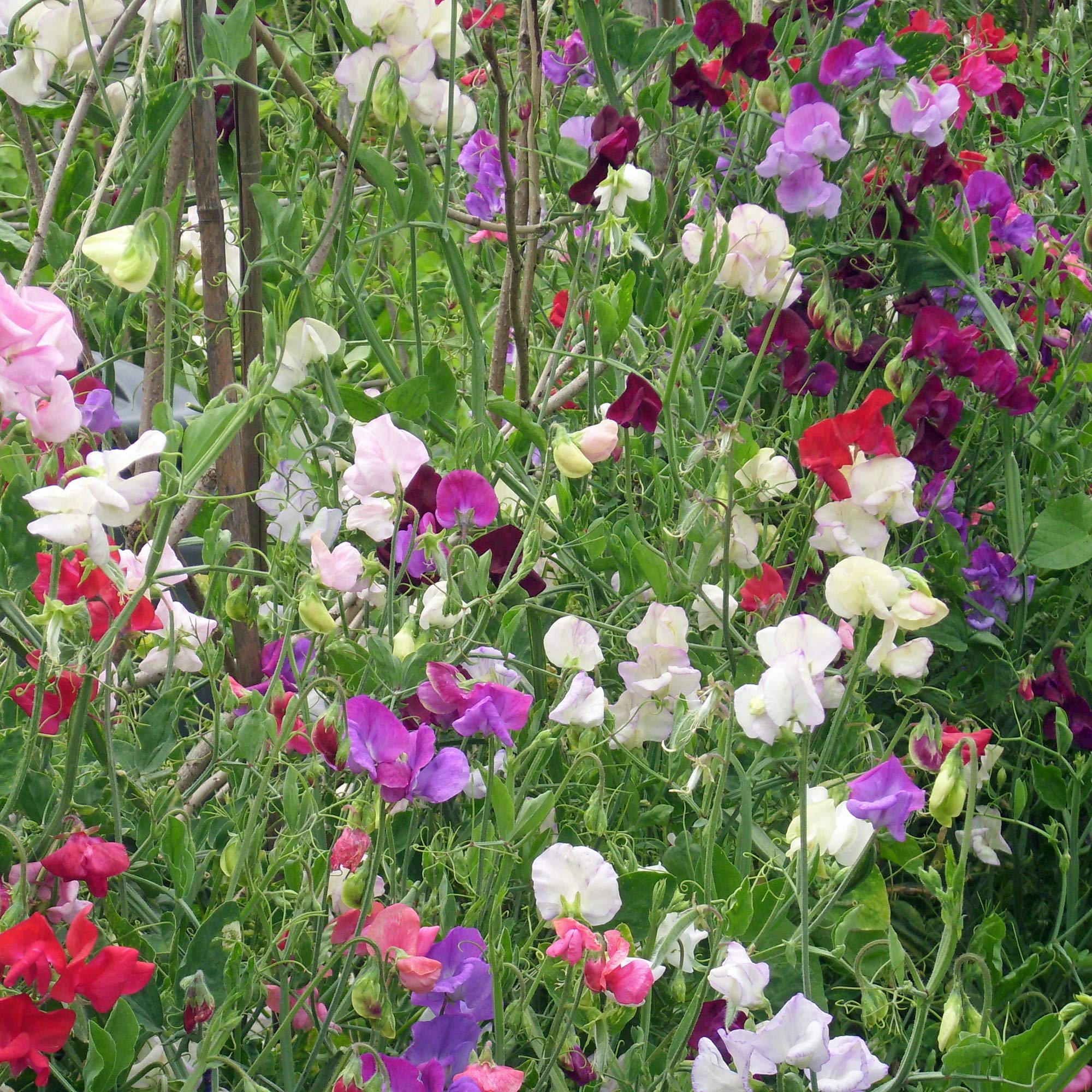 Outsidepride Pearl Mix Sweet Pea Seeds - 500 Pcs Perennial, Easy to Grow, Vine Seeds for Planting Fragrant, Long-Lasting Flowers with Free-Flowering Habit & Tall Size for Vertical Gardens