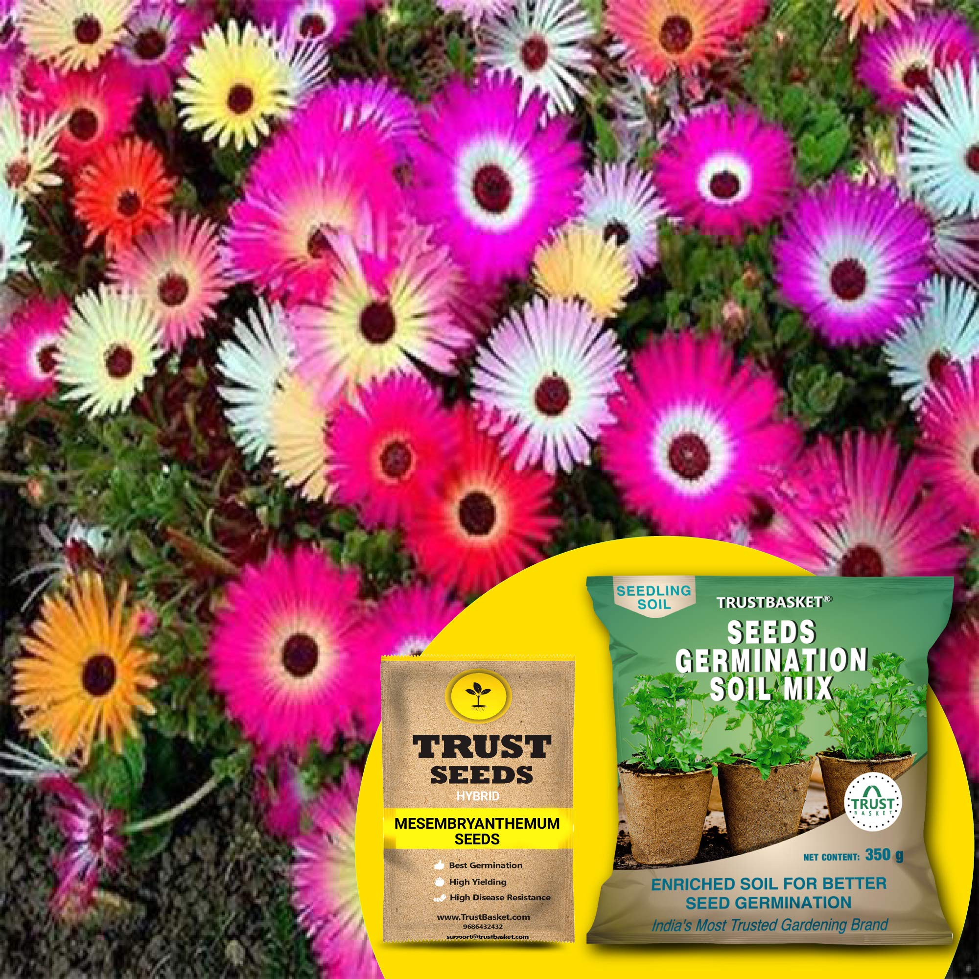 TrustBasket Mesembryanthemum/Ice Plant Hybrid Seeds with Germination Potting Soil Mix (B07R9RXKG9) Amazon Price History, Amazon Price Tracker