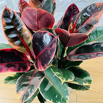 ゴムの木(フィカス) フィカス・フランスゴム 6号の通販 | 観葉植物通販AONOKI（あお