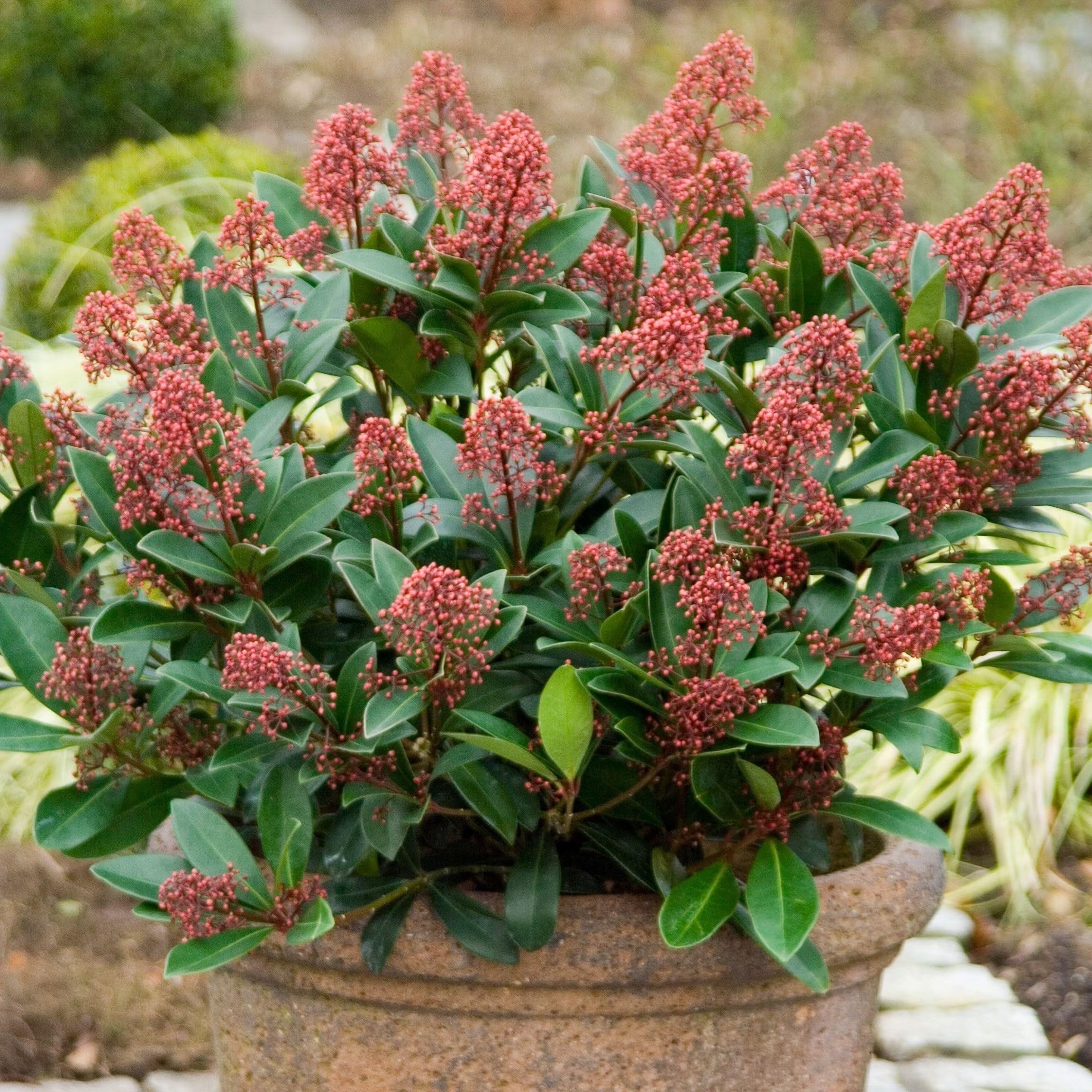 Plant Theory 9cm Pot Skimmia Japonica Rubella Japanese Skimmia (Male) Shrub Plants