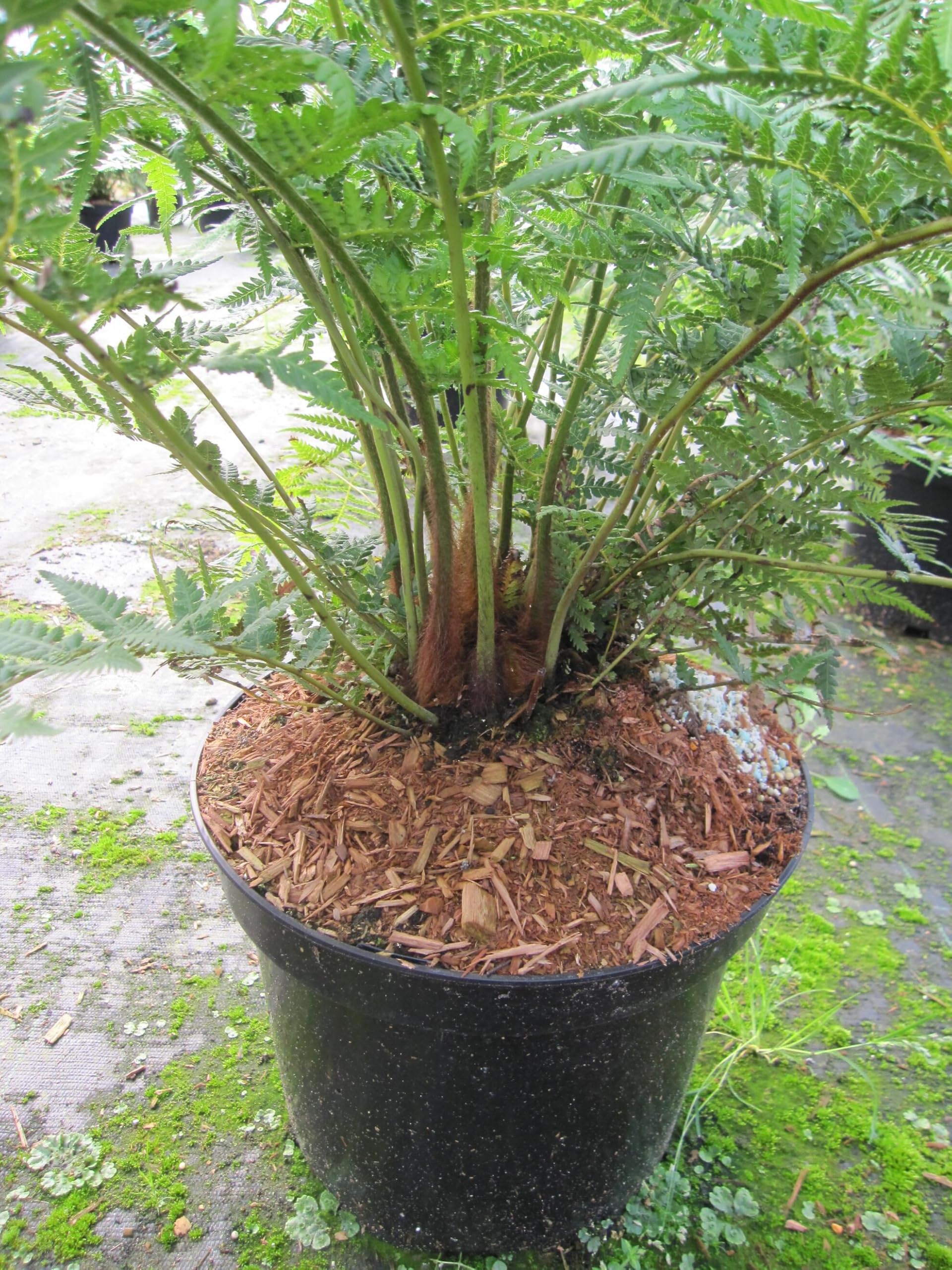 Tropischer Baumfarn - Echter Baumfarn - Dicksonia antarctica - Besonderheit - 60-80cm