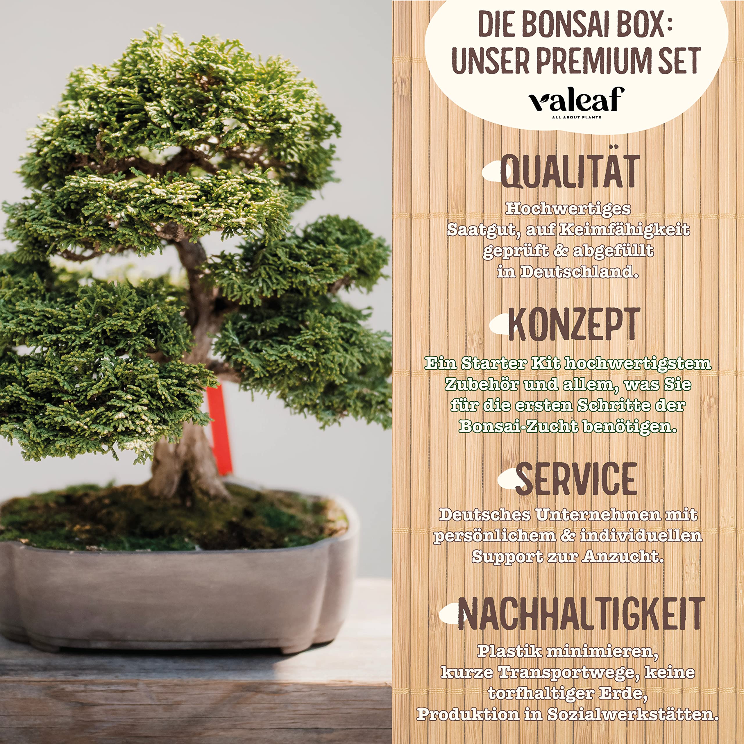 Bonsai Starter Kit I Dein eigener Bonsai I 3 berhmte Bonsai Samen fr  deinen selbst gezchteten
