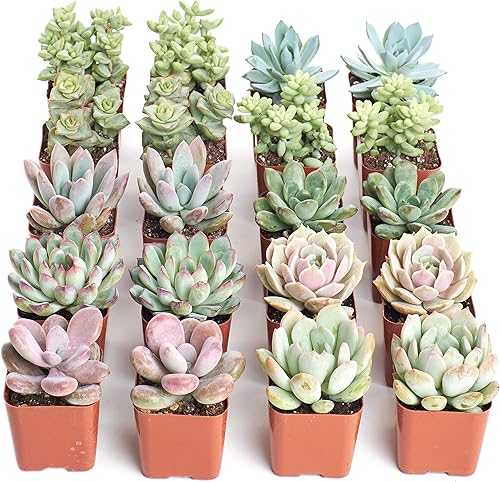 Miniatura 3 de Shop Succulents  Plantas vivas pastel premium, paquete variado seleccionado a mano de mini suculentas  Colección de 20,