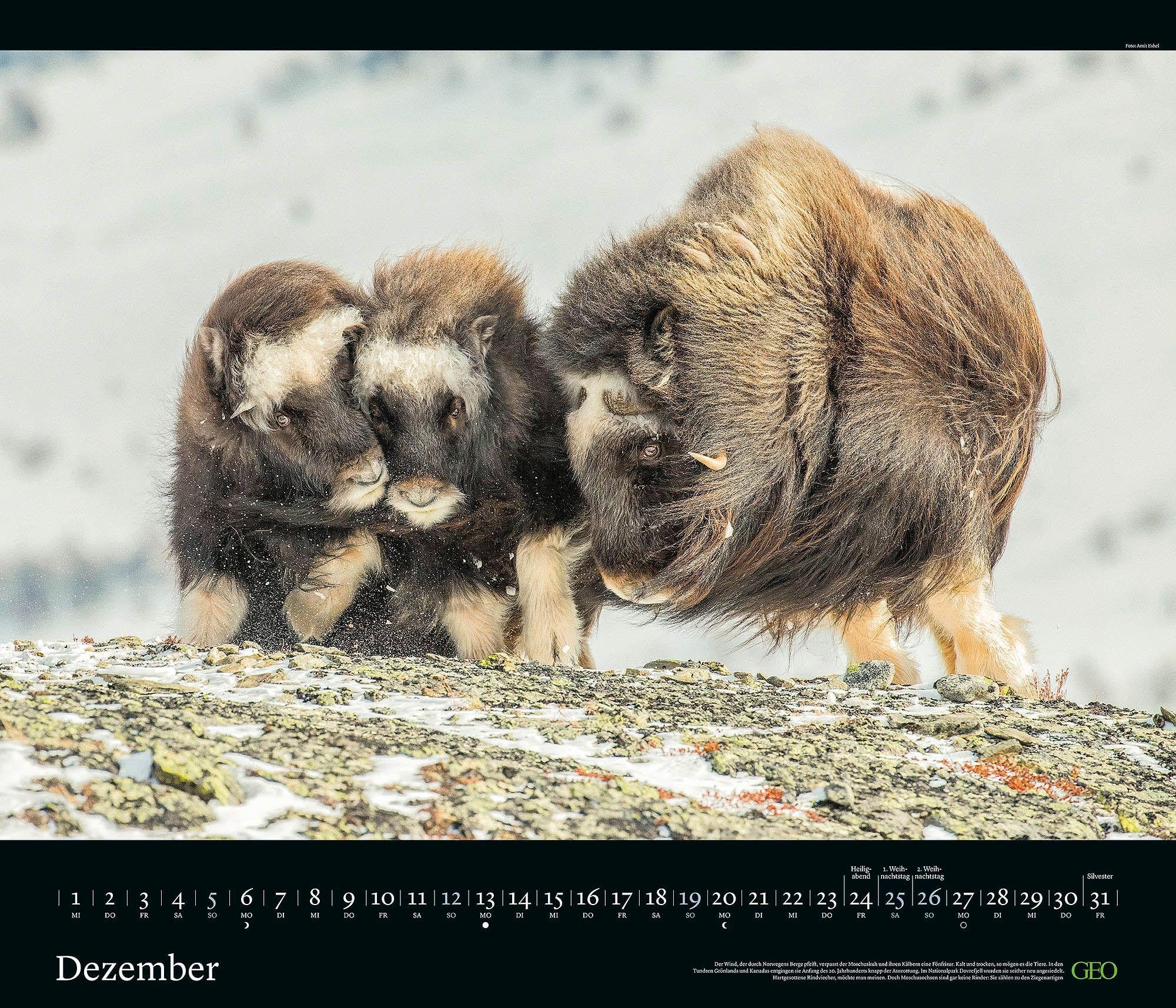 GEO Edition Tierwelten 2027 Wandkalender 70x60 cm mit 12 Tierfotografien, deutschem Kalendarium, Spiralbindung