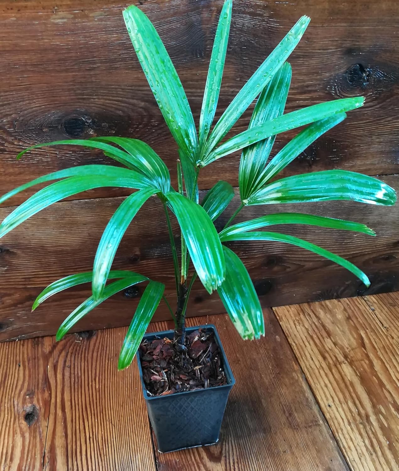 Lady Palm (Rhapis excelsa) The Air Cleaner – Live Tropical Palm Tree – Hardy, Low-Maintenance Indoor or Outdoor Plant for Home and Garden (2 Palms, 4" Pot)