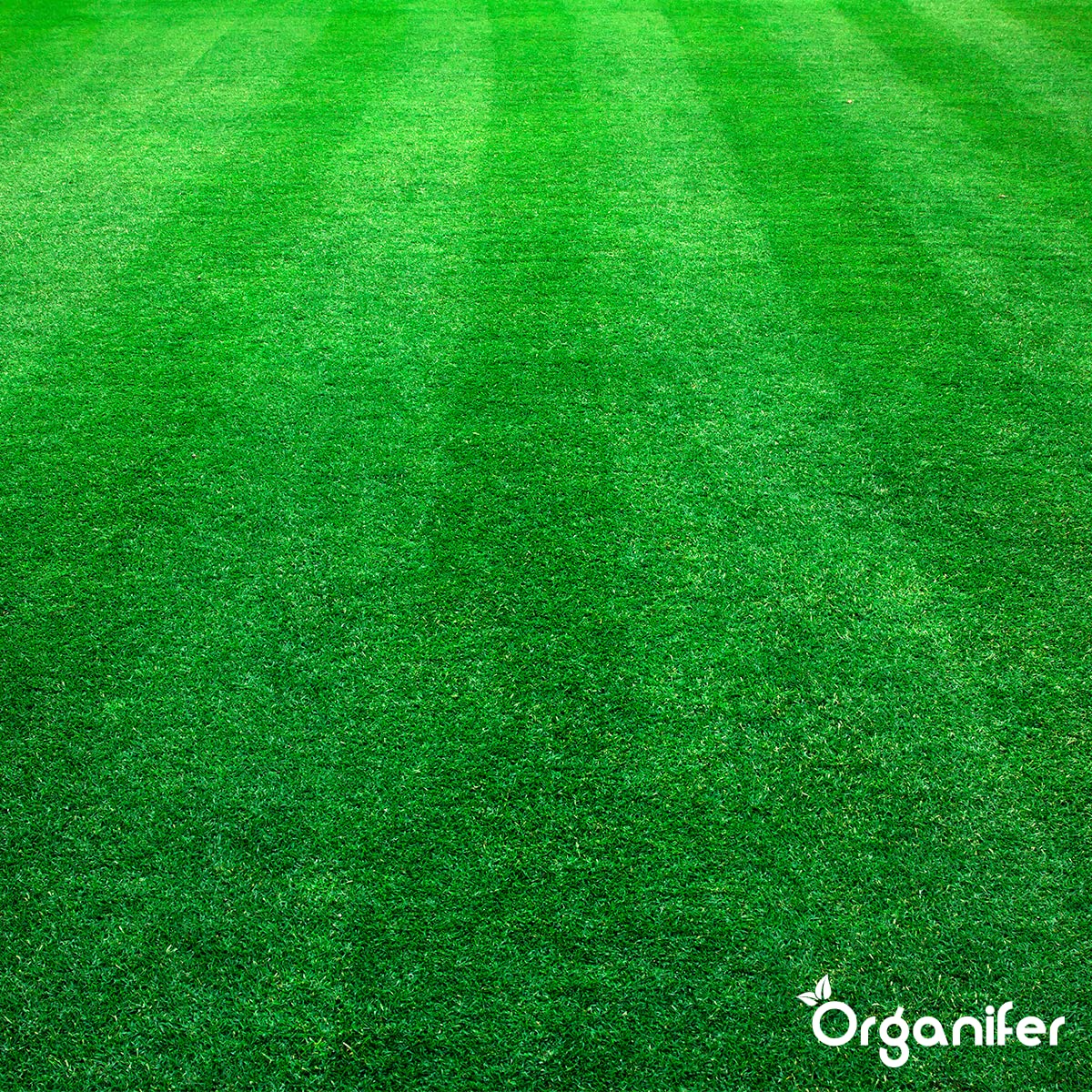Fertilizante De Otoño Universal - 5kg = 100m2 | Rico En Potasio - Abono De Otoño - Abono Para Césped - Aumenta La Resistencia Del Césped A Las Heladas - Sequía - Organifer