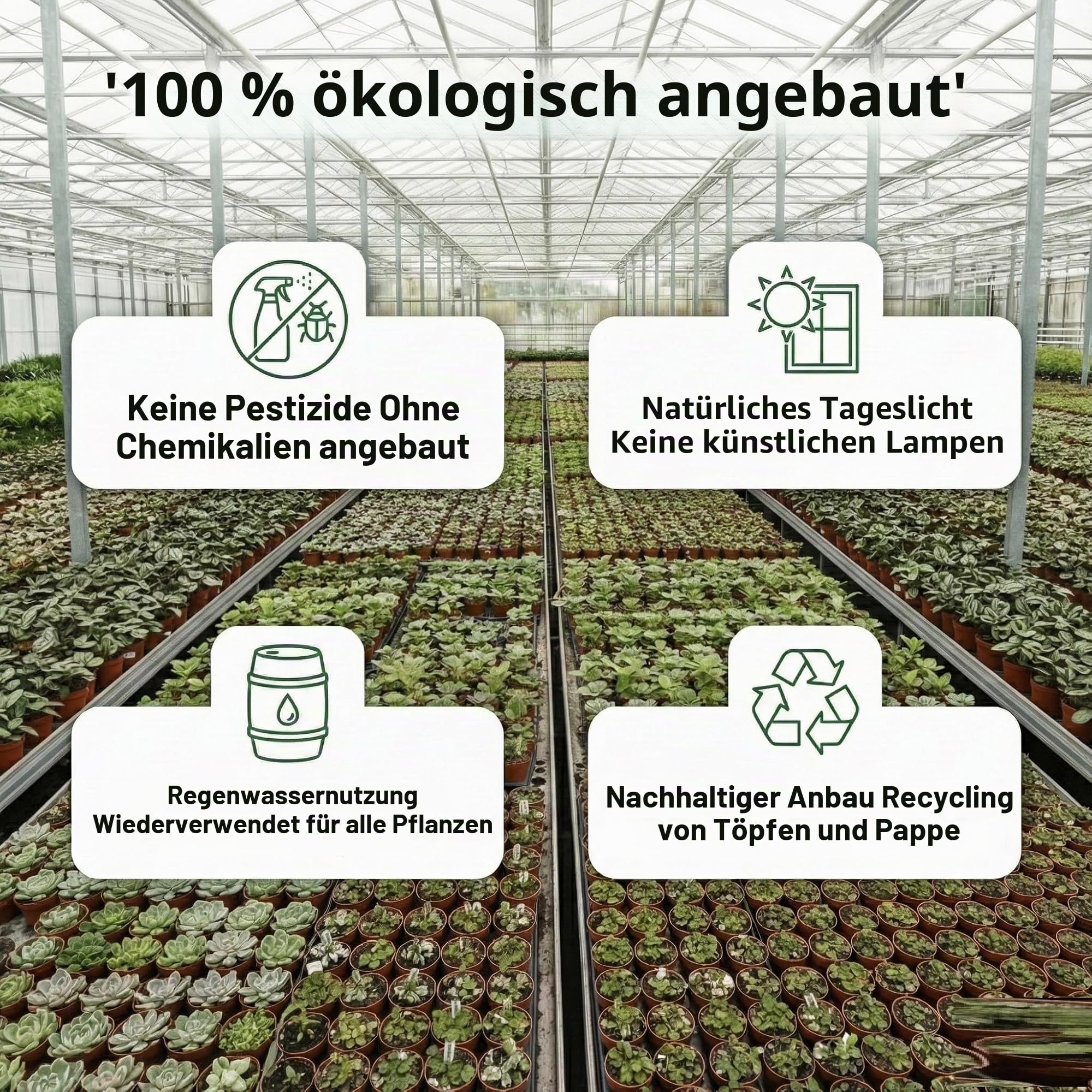 Vdvelde․com - Gastgeschenk Hochzeit, 20 Mini Pflanzen im Keramiktopf | Persönliche Tischdeko für Taufe, Kommunion und Firmenfeier, 20 Sukkulenten Ø 6 cm plus Kärtchen zum Beschriften