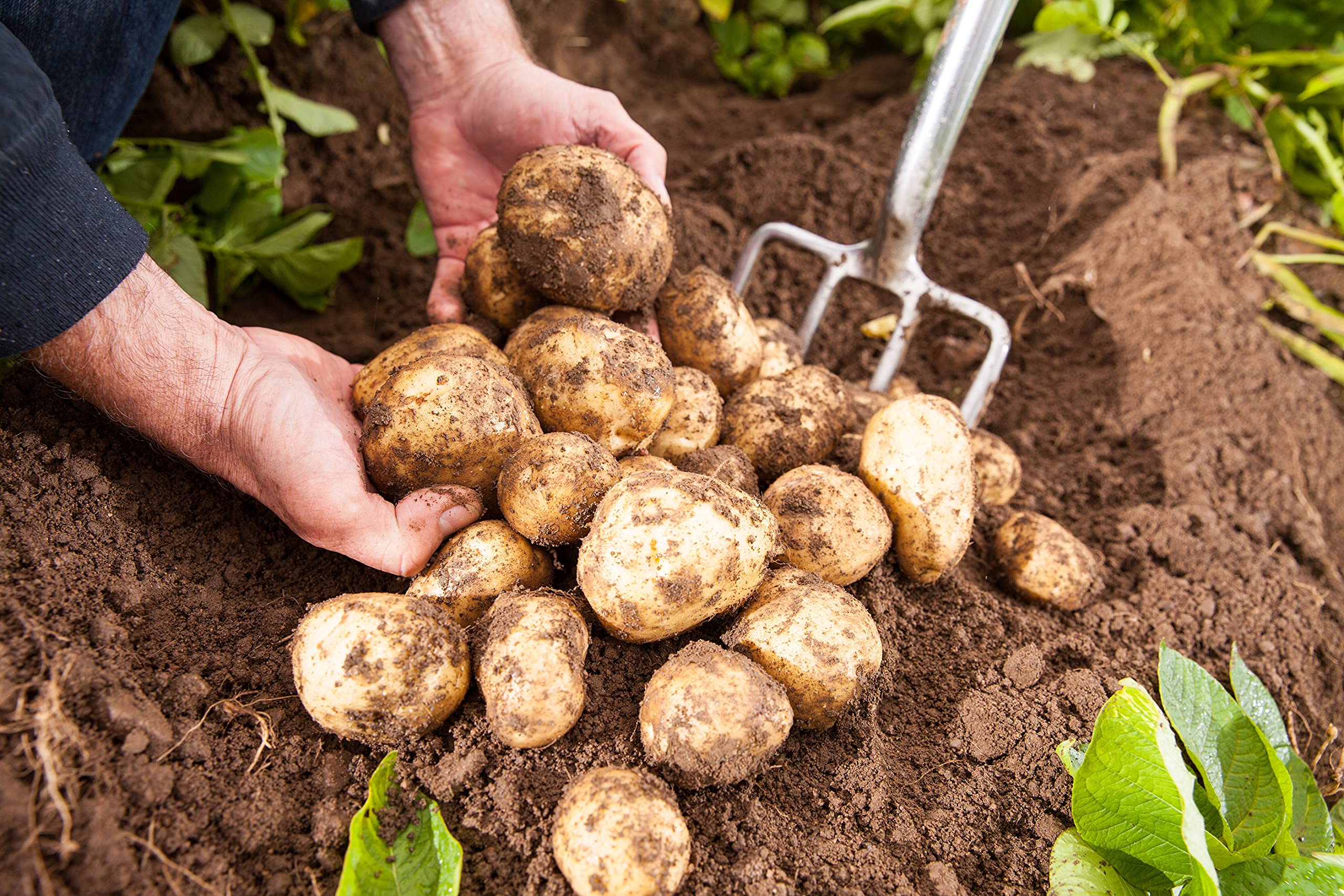 Christmas Seed Potatoes! 20+ Seed tubers per Pack, Dispatch Within 1 Day - Choose from a List of Varieties!! (Maris Bard)
