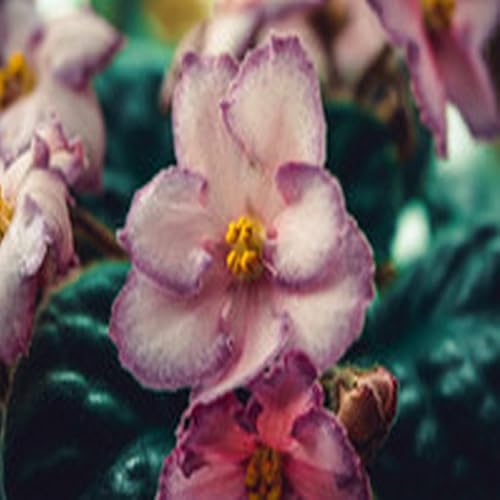 Herbed Potato Salad Recipe - //medicalbooks.filipinodoctors.org