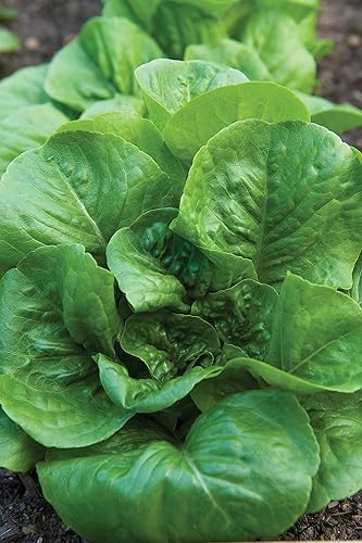 Miniatura 3 de Burpee Semillas de Lechuga Little Caesar 700 semillas