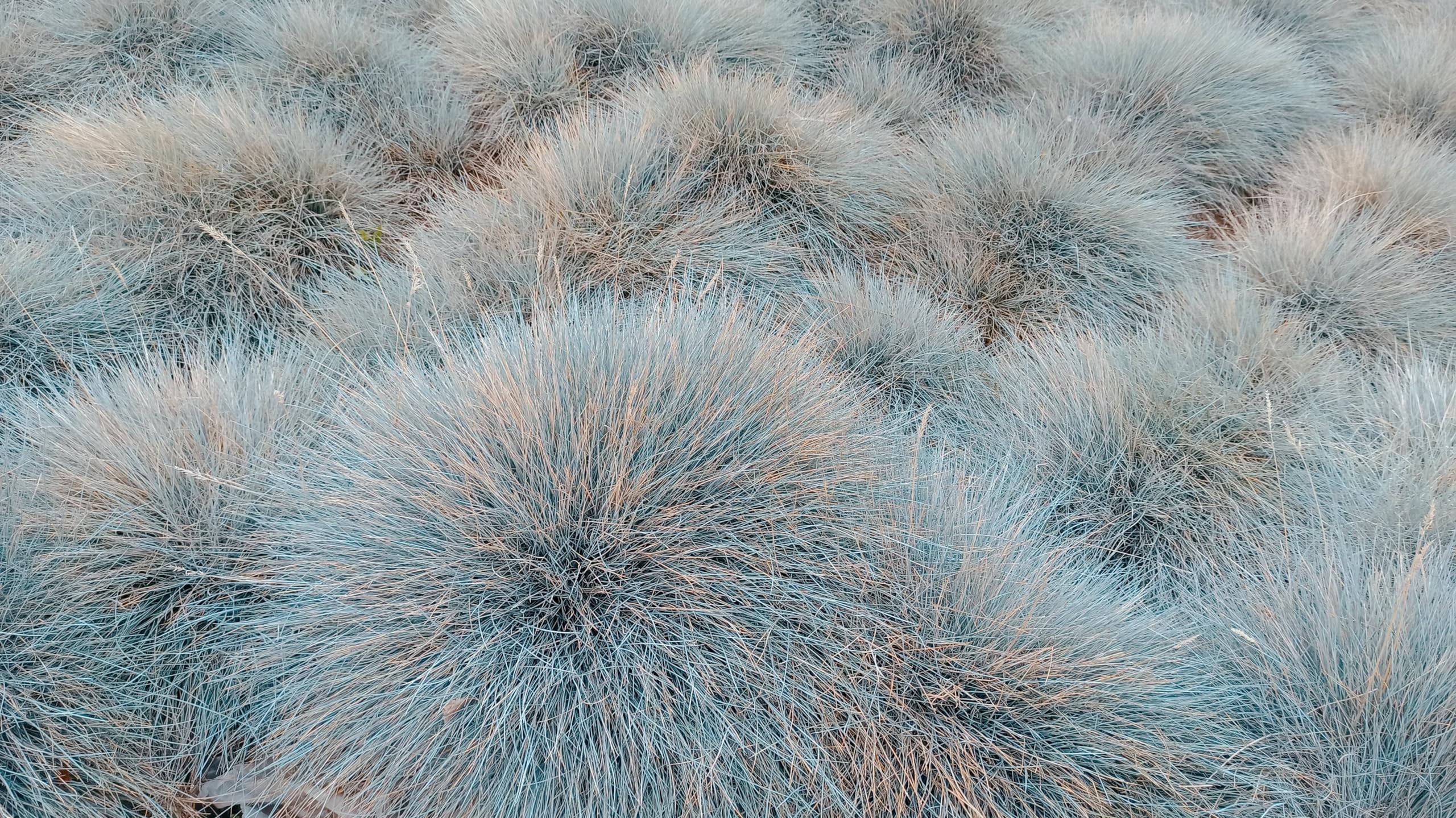 Stauden Gänge 10 x Festuca glauca 'Elijah Blue' Blauschwingel winterhart