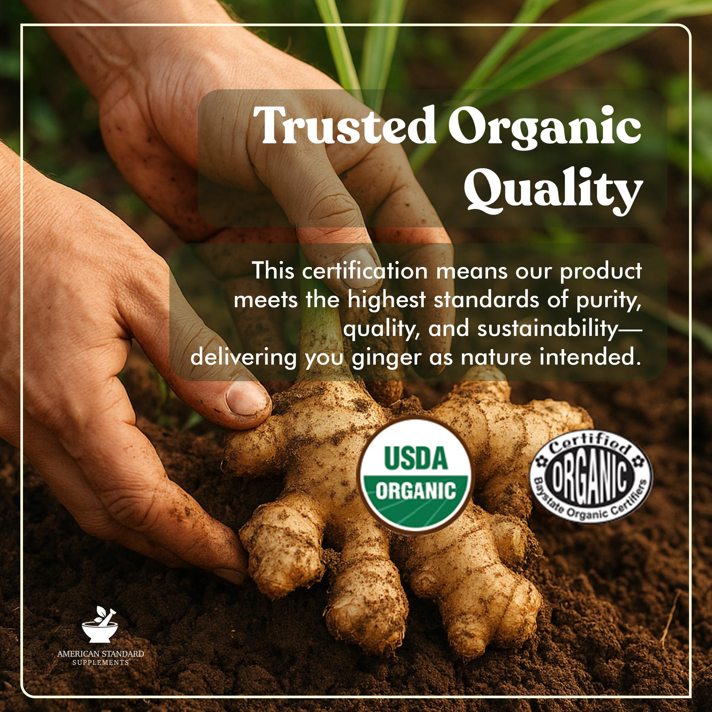 American Standard Supplements Organic Ginger Extract with Organic Black Pepper Extract, Vegan, Gluten Free, Non-GMO, 90 Capsules, 90 Servings — Amazon image 3