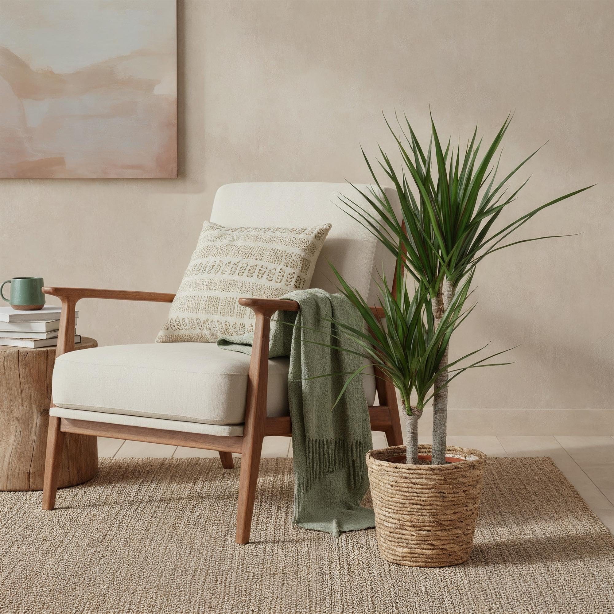 Dracaena Marginata – Drachenbaum – 21cm – Höhe 90-100cm – Pflegeleichte grün – rote Zimmerpflanze für moderne Wohnräume und Bürobereiche