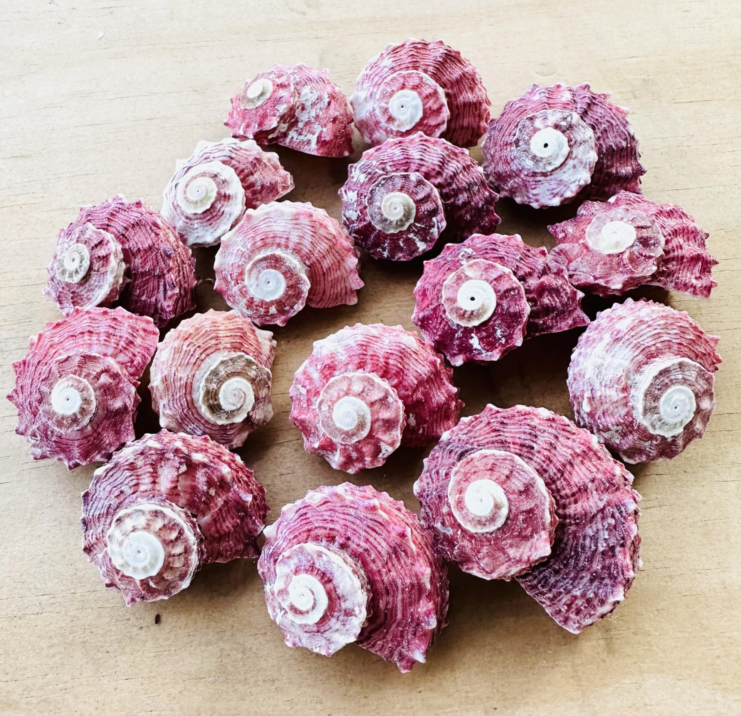 Sets of 5 Pieces Red Delphinula Shells-Sea Shells for Crafting, Beach Wedding Decor, Crafting Shells