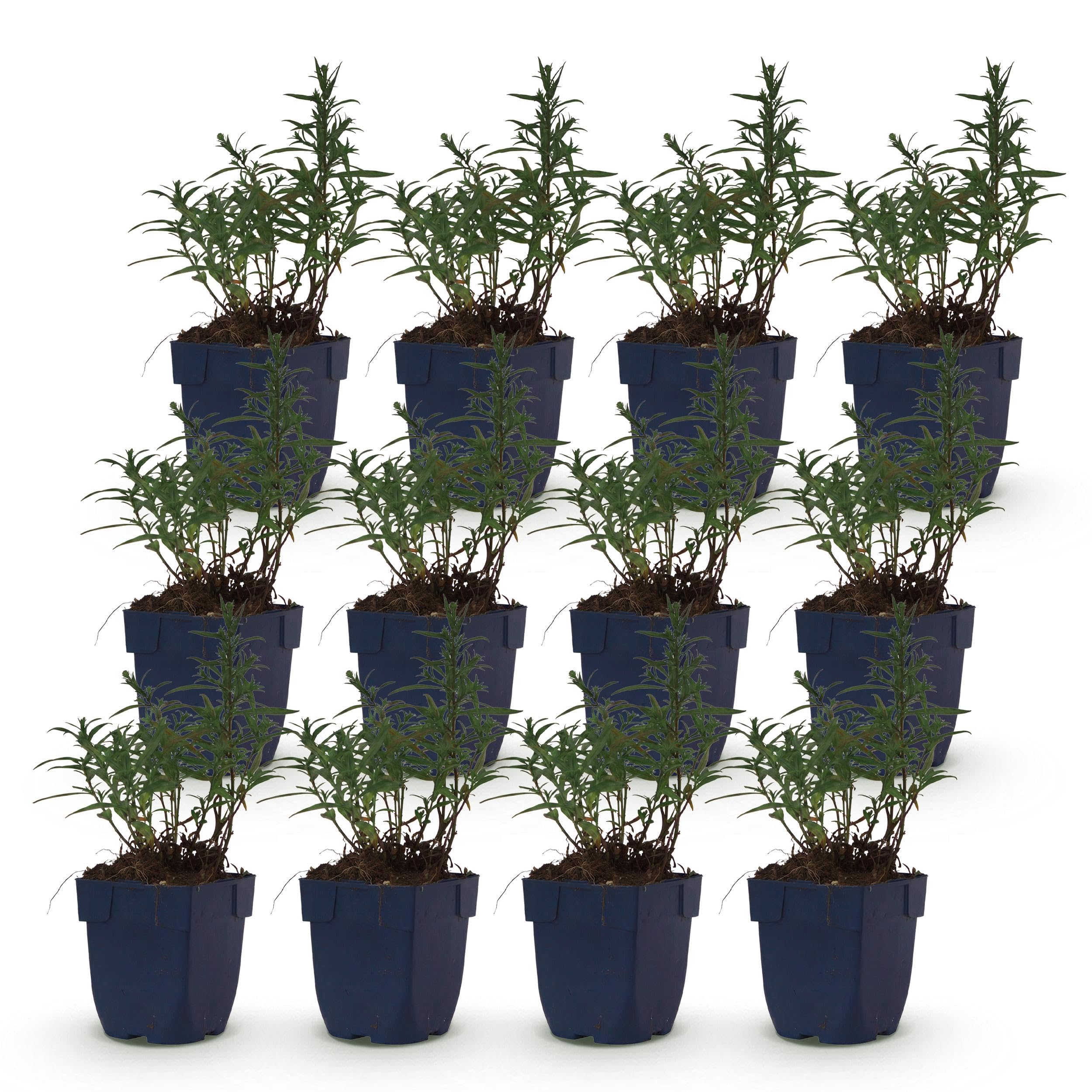 Aster (D) Śródziemnomorski – Aster morski – Przywabia pszczoły i motyle – Fioletowy – 12 roślin - 15-25cm - Ø11cm - Roślina ogrodowa