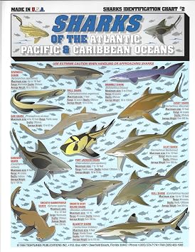 Shark Identification Chart #2 Atlantic, Pacific, and Caribbean - Waterproof Quick Reference Fishing Guide - Size, Weight, Depth, Location - Double-Sided & Easy to Read - Great Gift for Beginners