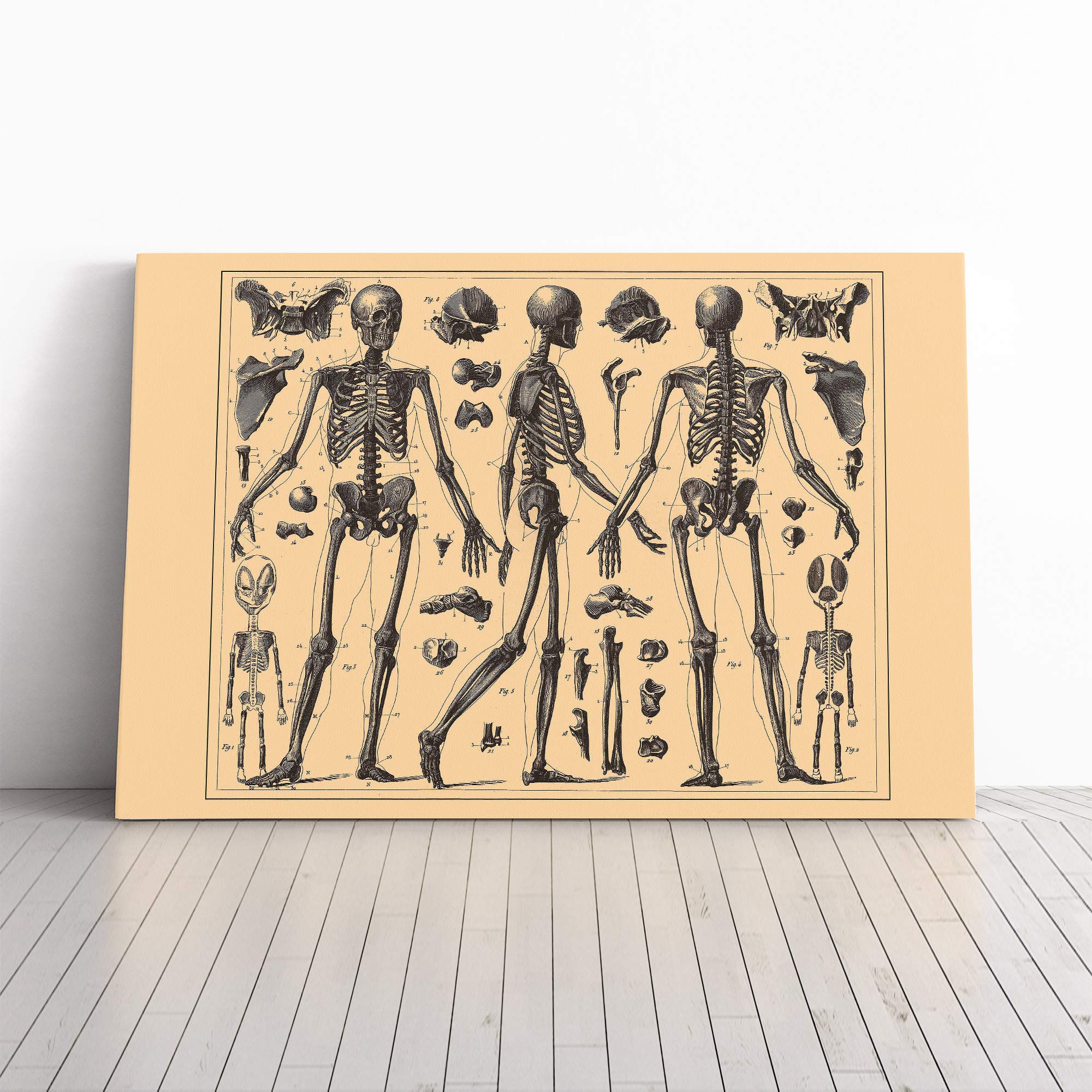 Encyclopedia Human Biology Skeleton Bones (2) Canvas Print | Gallery Wrapped 30mm Frame Wall Art | 24x16 inches | Ready to Hang | Modern Picture | Living Room Bedroom Lounge Office