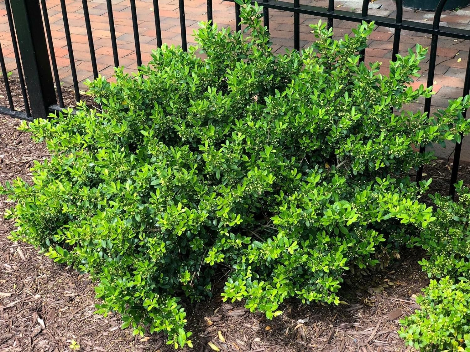 Hoogendoorn Holly Shrub I 10 Live Plants I Ilex Crenata | Lustrous Evergreen for Hedging, Privacy Screens, and Decorative Accents