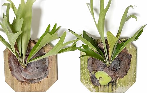 Miniatura 3 de Air Plant Shop Helecho cuerno de ciervo montado en una tabla de cedro - al por mayor y a granel - Live Platycerium bifurcatum - Plantas de interior