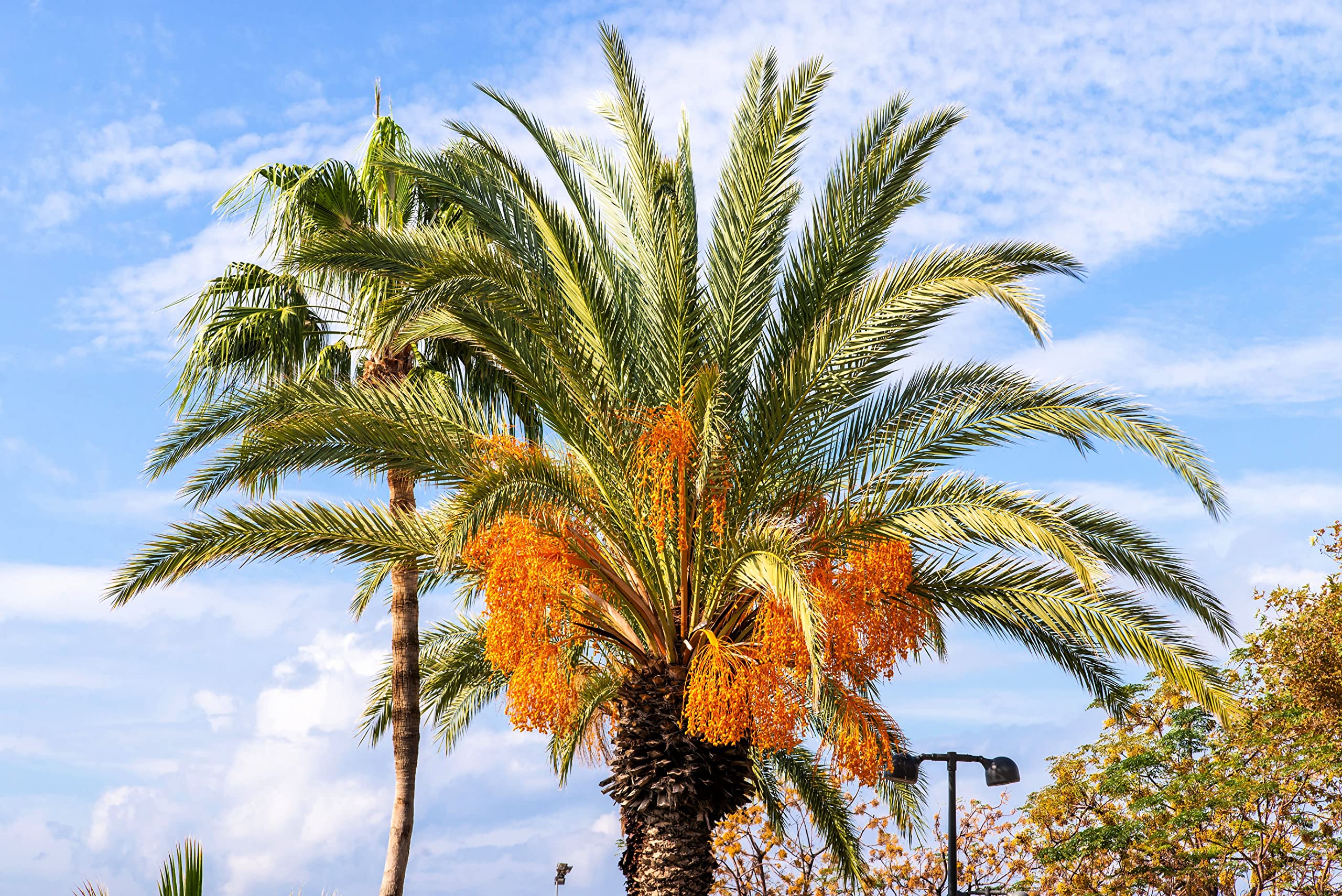 Jelly Palm Seeds for Planting (5 Seeds) - Butia capitata, Coco Palm Trees
