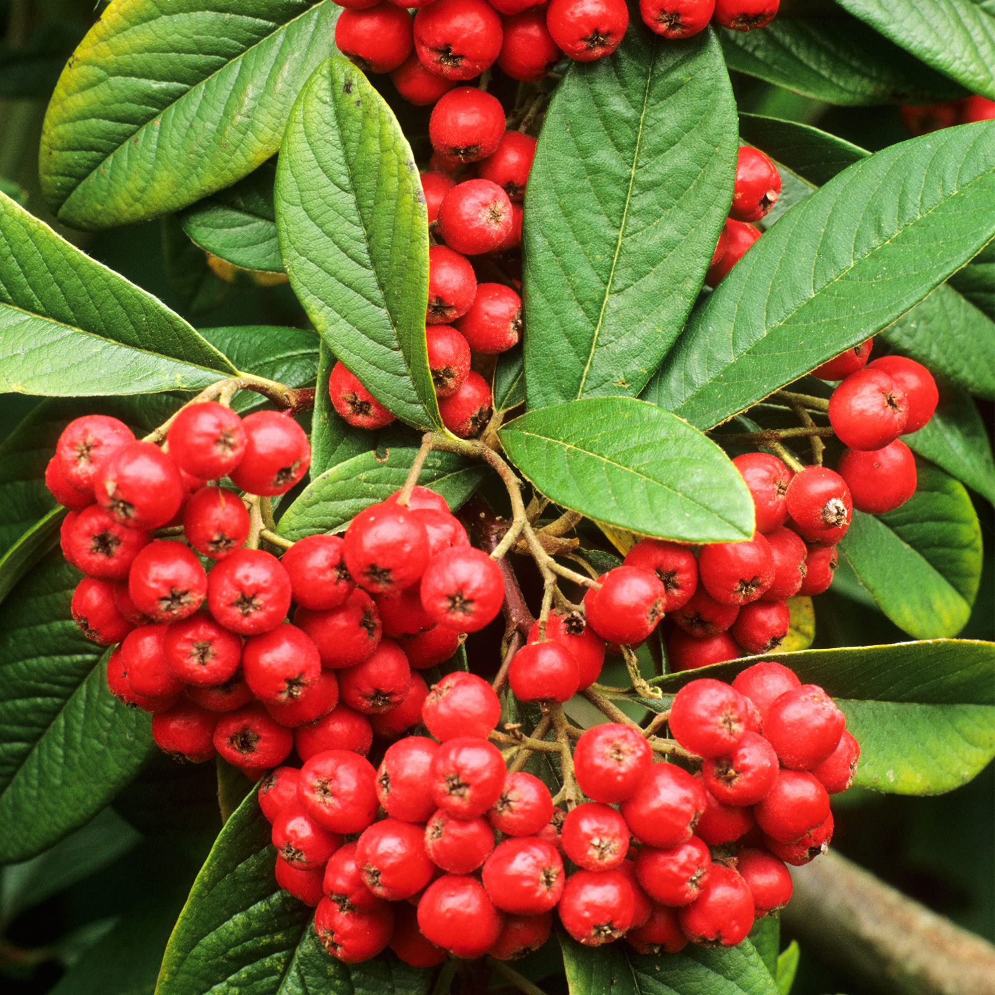 Red Berried Cotoneaster Cornubia | Evergreen Potted Bushy Garden Shrub (15-30cm Incl. Pot)